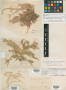 Trichogloea herveyi Herv. ex W.R.Taylor
