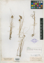 Carex douglasii var. minor Olney