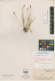 Carex praeceptorium Mack.