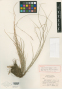 Carex tamakii T.Koyama