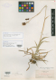 Carex pseudojaponica C.B.Clarke