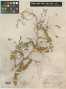 Diphysa occidentalis Rose
