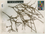 Adenostoma brevifolium Nutt. ex Torr. & A.Gray