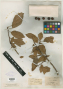 Crataegus henryi Dunn