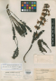 Pedicularis meteororhyncha H.L.Li