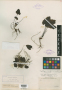 Synthyris reniformis var. cordata A.Gray