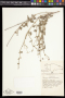 Boerhavia scandens L.