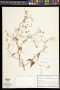 Boerhavia scandens L.