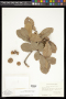 Quercus segoviensis Liebm.