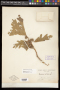 Quercus gambelii Nutt.