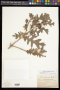 Quercus gambelii Nutt.