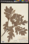Quercus x fernowii Trel.