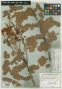 Cassia densifolia var. felipensis Benth.