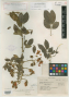 Chamaefistula villosula Britton & Rose