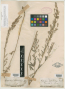 Lespedeza leptostachya Engelm. ex A.Gray