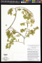 Badiera alternifolia (R.Rankin) J.R.Abbott