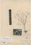Eriogonum esmeraldense S.Watson