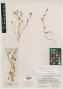 Ranunculus alveolatus A.M.Carter