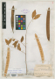 Leucaena sonorensis Britton & Rose