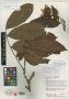 Inga amboroensis T.D.Penn.