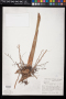 Ischnosiphon polyphyllus (Poepp. & Endl.) Körn.