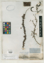Pithecellobium calliandriflorum C.Wright ex Griseb.