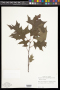 Quercus texana Buckley