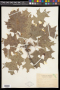Quercus texana Buckley