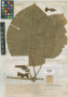 Peltastes colombianus Woodson