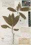 Tabernaemontana laeta var. pubiflora Müll.Arg.