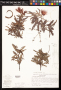 Calliandra hirsuta (G.Don) Benth.