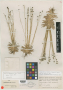 Paepalanthus tatei Moldenke