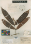 Calyptranthes rufotomentosa McVaugh