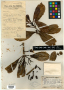 Syzygium scytophyllum Diels