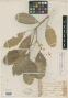 Hyperbaena macrophylla Ekman