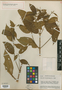 Miconia hirsutivena Gleason