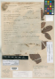 Pouteria andarahiensis T.D.Penn.