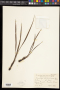 Curculigo scorzonerifolia (Lam.) Baker