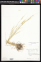 Aegilops cylindrica Host