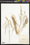 Agrostis mertensii Trin.