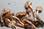 Cortinarius indolicus E.Horak
