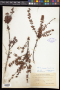 Myrica picardae Krug & Urb.
