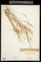 Agrostis