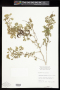 Zapoteca gracilis (Griseb.) Bässler