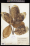 Gastonia cutispongia Lam.