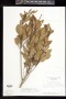 Chionanthus ligustrinus (Sw.) Pers.