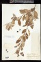 Chionanthus ligustrinus (Sw.) Pers.