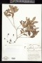 Chionanthus ligustrinus (Sw.) Pers.