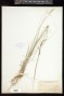 Bouteloua gracilis (Kunth) Lag. ex Griffiths