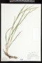 Bromus carinatus Hook. & Arn.
